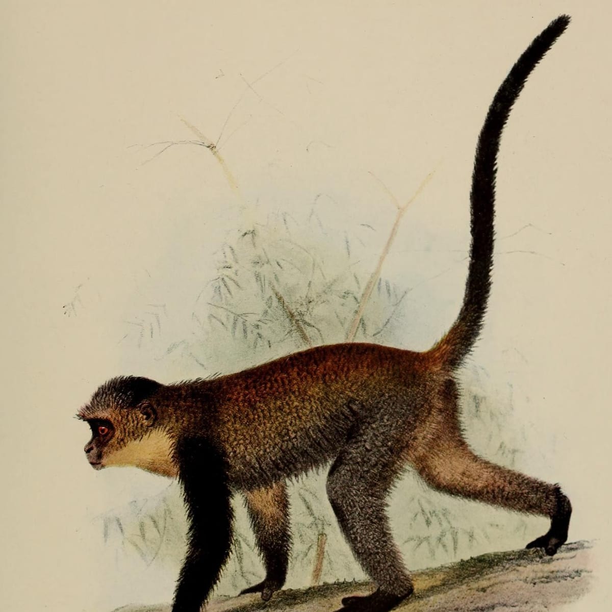 Natural history plate of a black guenon walking, tail raised (D. G. Elliot, 1913)