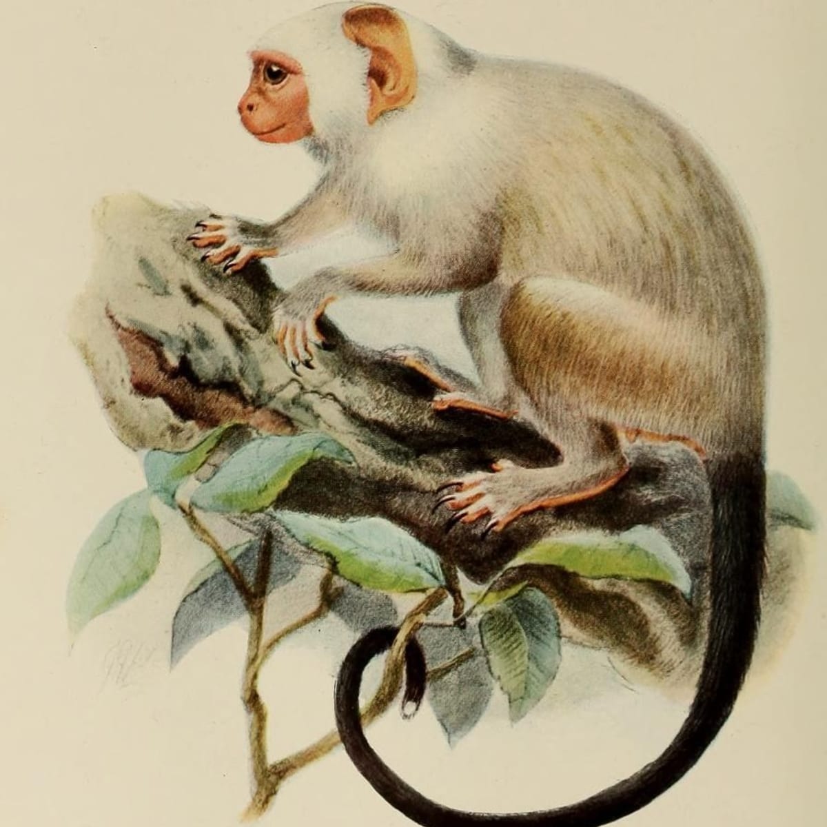 Natural history plate of a silvery marmoset on a branch (D. G. Elliot, 1913)