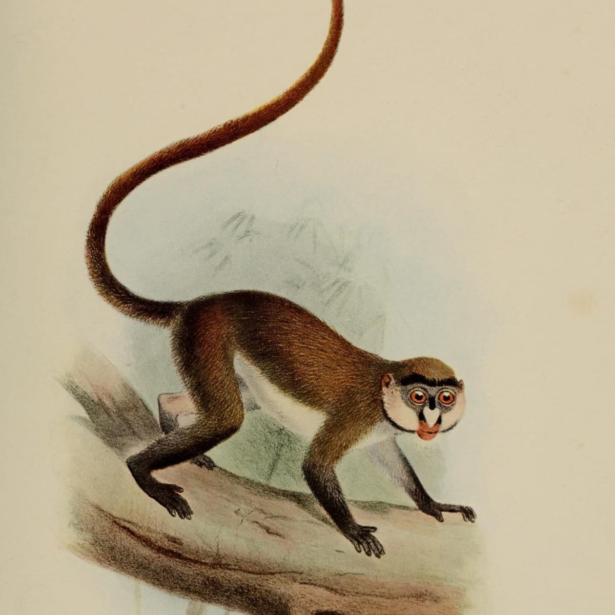 Natural history plate of a guenon walking along a branch (D. G. Elliot, 1913)